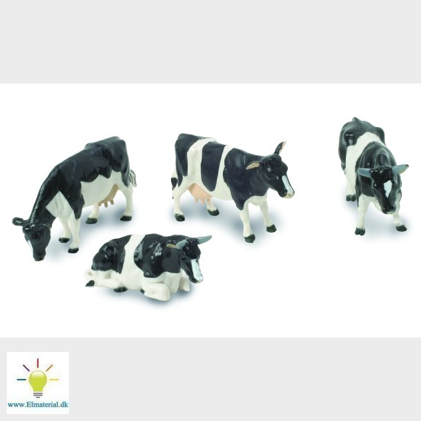 Friesian cattle (4)