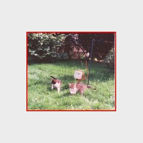 Hegns nät för katter, kaniner och fåglar