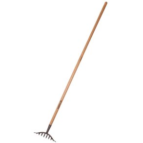 Galax rosenrive, 10-tands, 250 mm