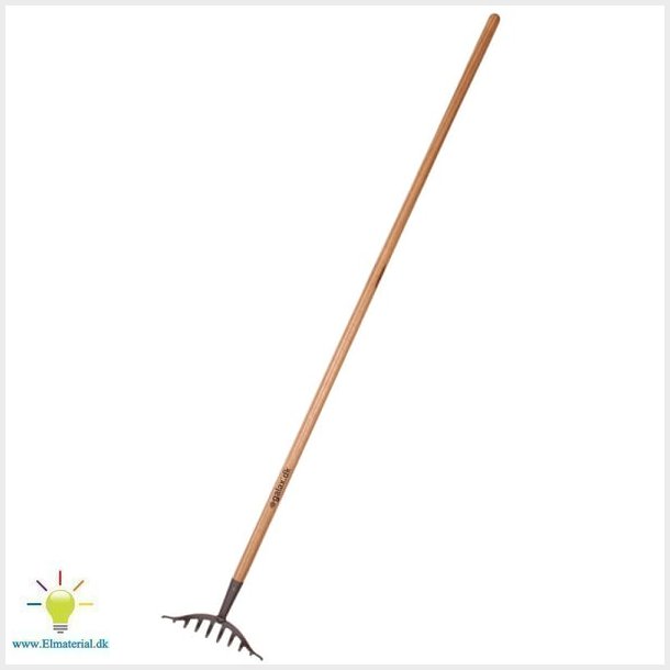 Galax rosenrive, 10-tands, 250 mm