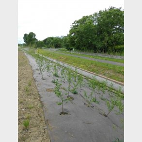 Weed 2X100M Bioweedstop